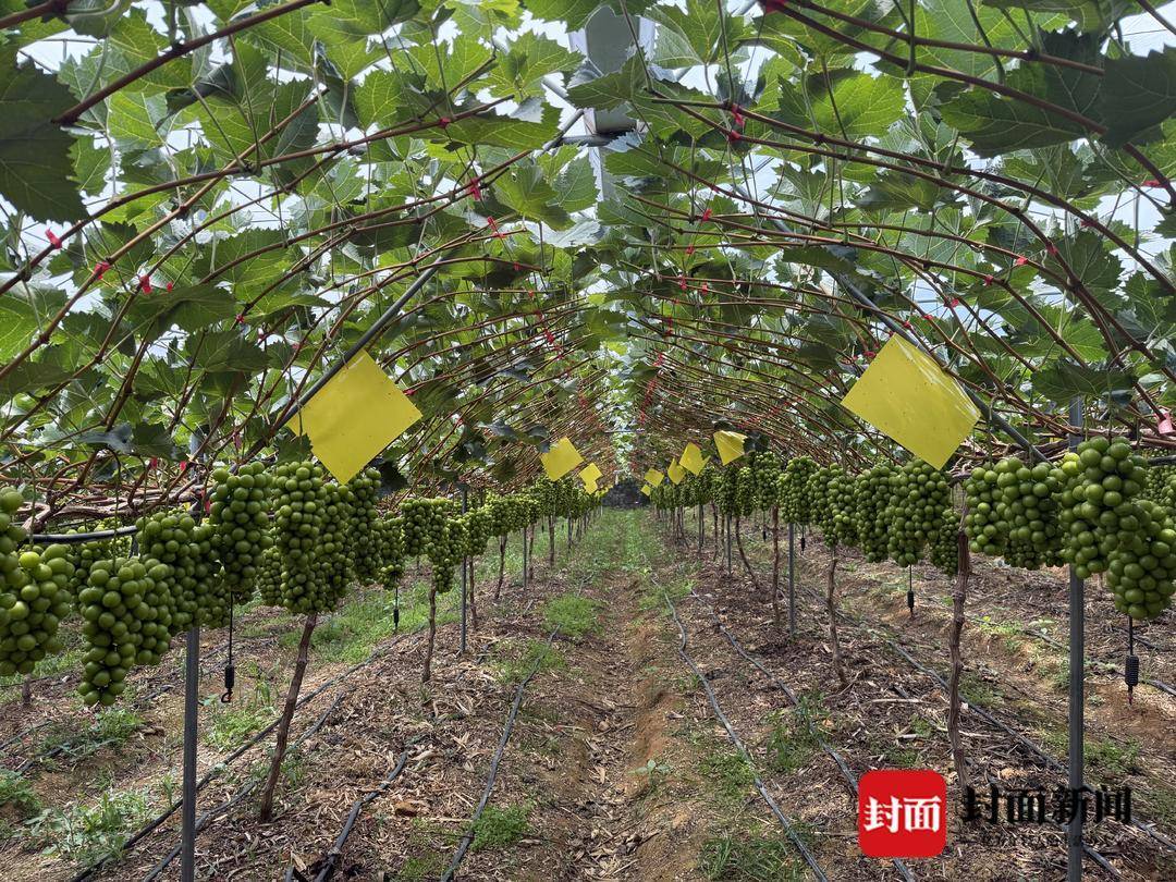 从300元一斤到9.9元“嫌贵” 大凉山“阳光玫瑰”为何身价暴跌?