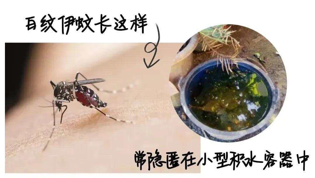 全球“最毒”的蚊子为何批量北上?专家揭示白纹伊蚊北迁祸因及防蚊绝招