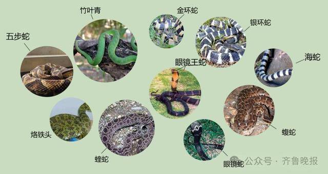 安徽宣城一男子走路玩手机,一脚踩中打架的竹叶青和五步蛇,被俩毒蛇咬3口!医院:暂无生命危险,正在治疗