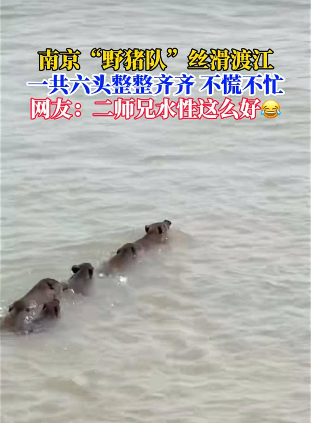 南京六头野猪组队渡长江,网友:天蓬元帅天上管水军的