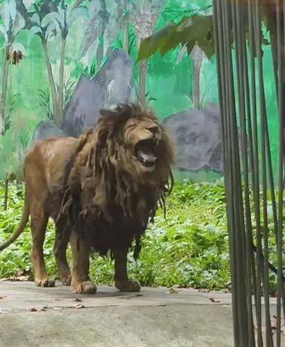 贵阳一动物园狮子不爱洗澡,酷似“乞丐”,园方:身体状况良好,后续会想办法解决