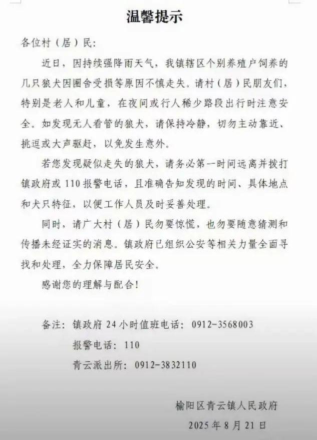 陕西一镇上有狼外逃?当地回应:是狼犬,已击毙21只,还有一两只在逃