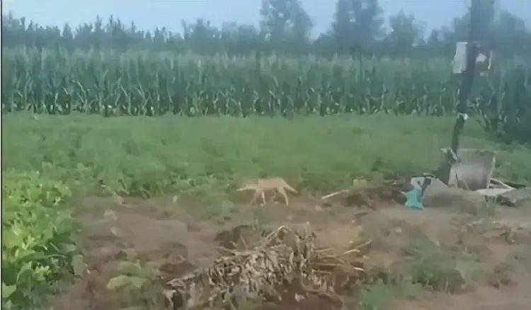 陕西一镇上有狼外逃?当地回应:是狼犬,已击毙21只,还有一两只在逃