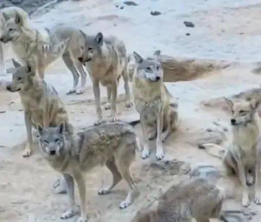 陕西一镇上有狼外逃?当地回应:是狼犬,已击毙21只,还有一两只在逃