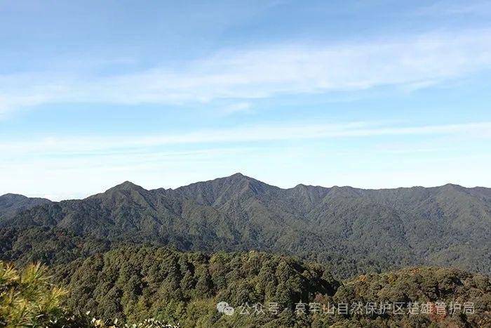 云南哀牢山新规出台:禁止任何单位和个人擅入哀牢山自然保护区,从事科研活动须报批