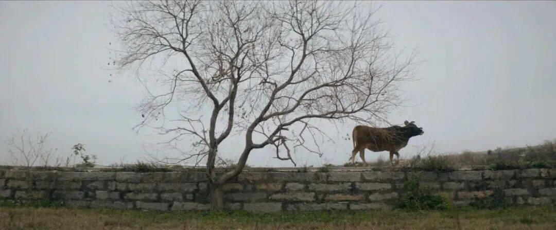 城市打工人,花十几万回村给父母补缴社保