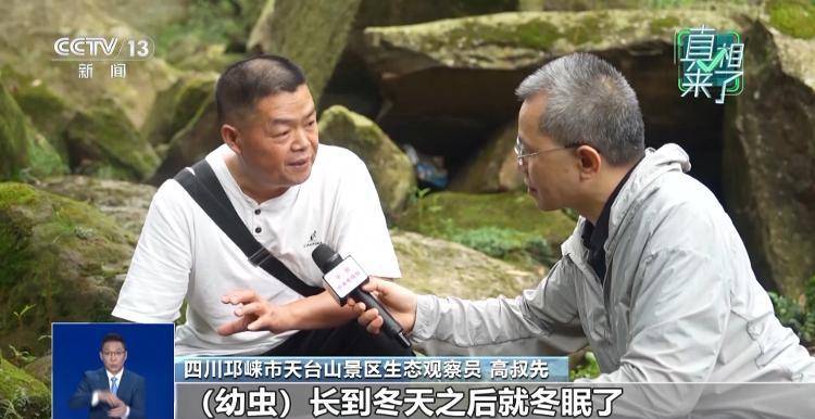 网传萤火虫濒临灭绝,是真的吗?