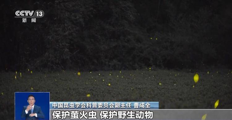 网传萤火虫濒临灭绝,是真的吗?