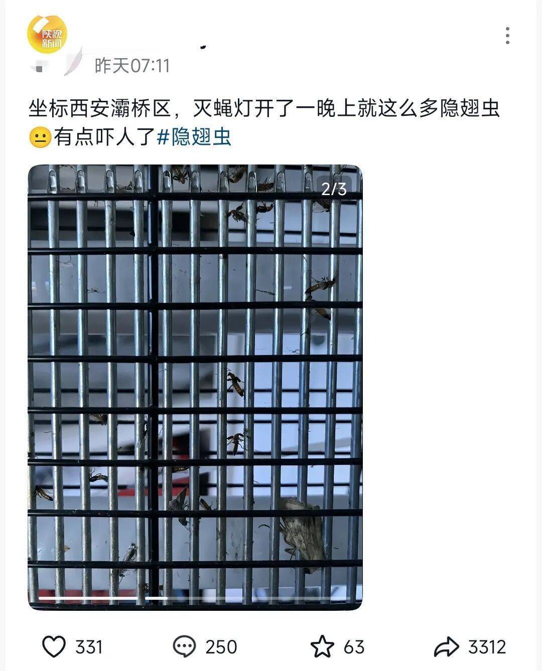 西安多区发现隐翅虫?千万别拍!毒液堪比硫酸