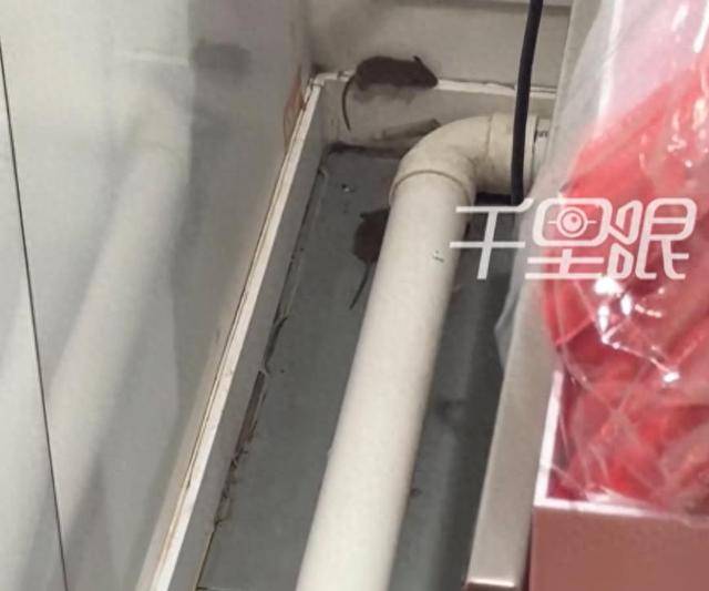 网曝蜜雪冰城一门店有多只老鼠横行,涉事门店员工回应
