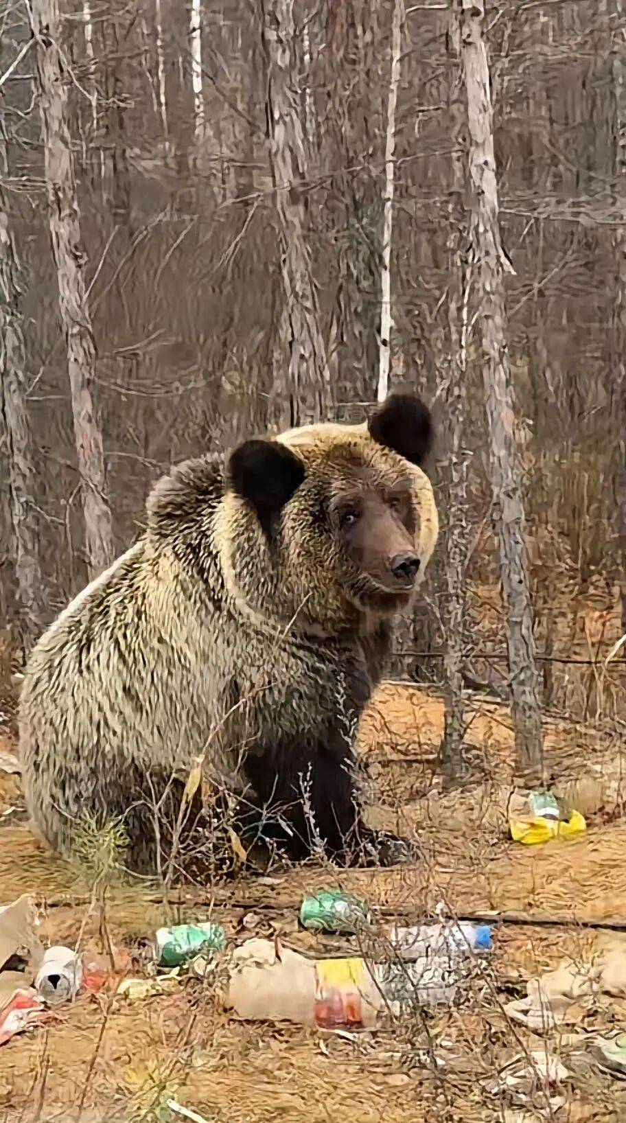 男子在大兴安岭林区偶遇野生棕熊,附近垃圾成片被吐槽,当事人:已有人员打扫