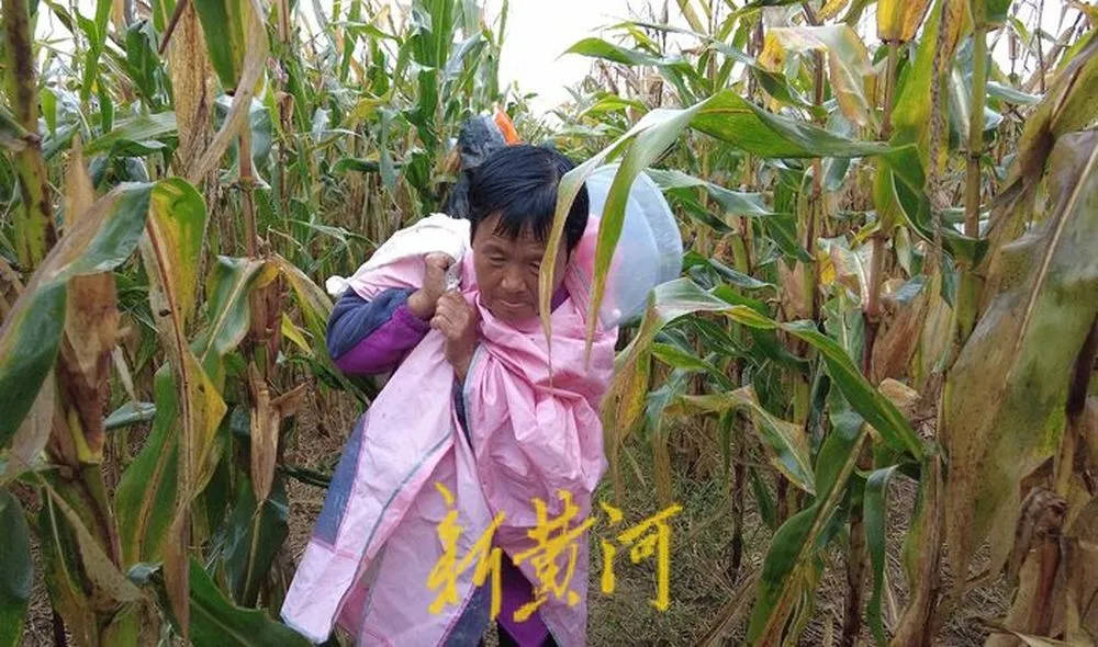 “都是村里的娃,抢收玉米个个都积极”!济南连续降雨,多名返乡大学生加入抢收队伍