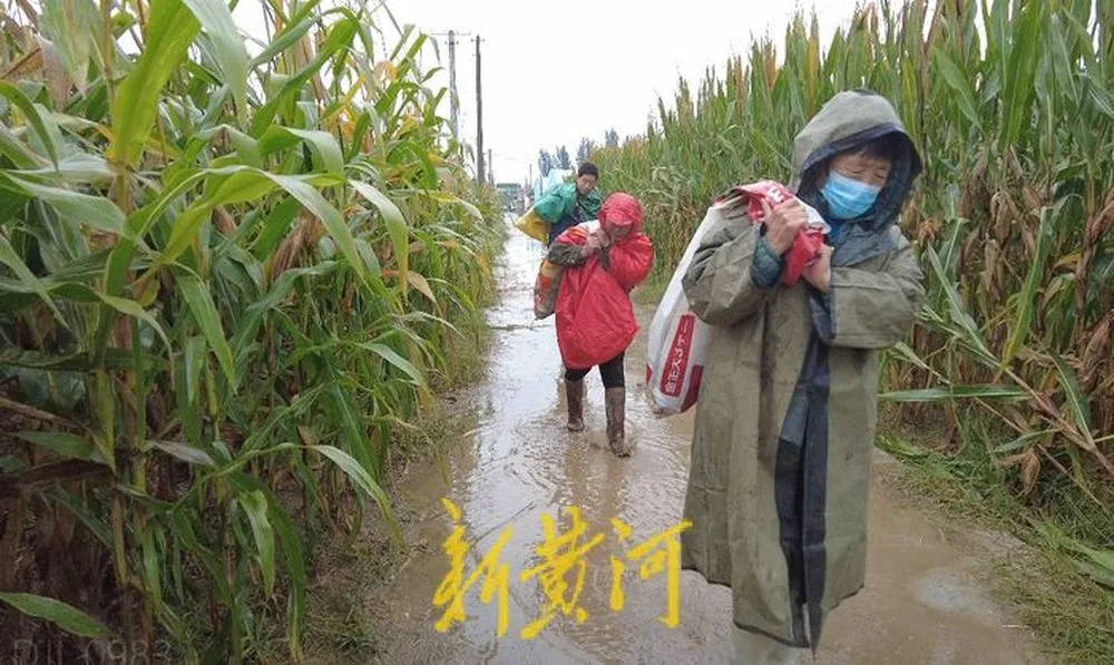 “都是村里的娃,抢收玉米个个都积极”!济南连续降雨,多名返乡大学生加入抢收队伍