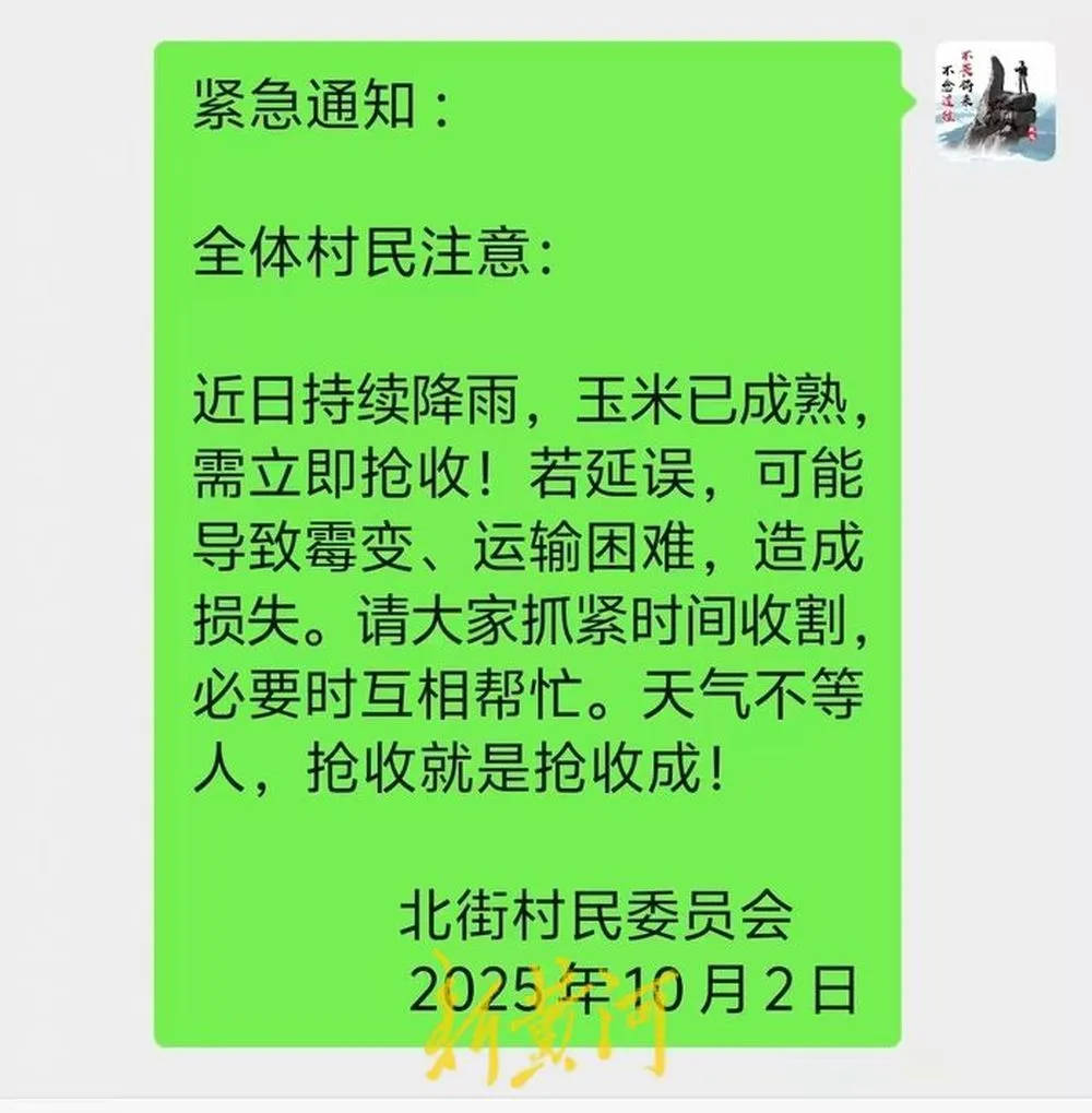 “都是村里的娃,抢收玉米个个都积极”!济南连续降雨,多名返乡大学生加入抢收队伍