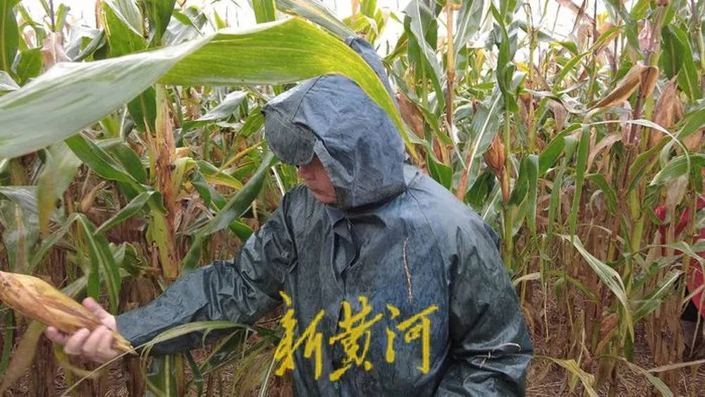 “都是村里的娃,抢收玉米个个都积极”!济南连续降雨,多名返乡大学生加入抢收队伍