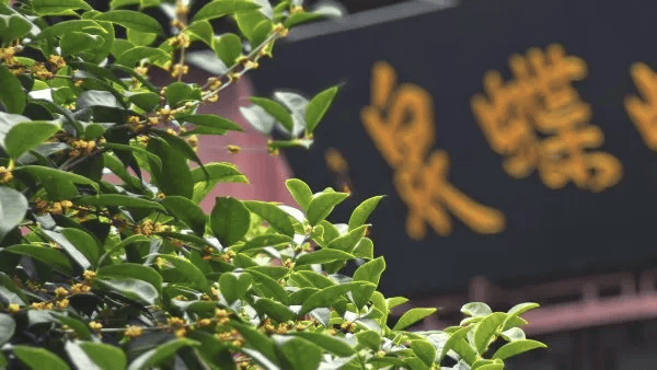 满城都是甜甜的!不要捡,不要吃!