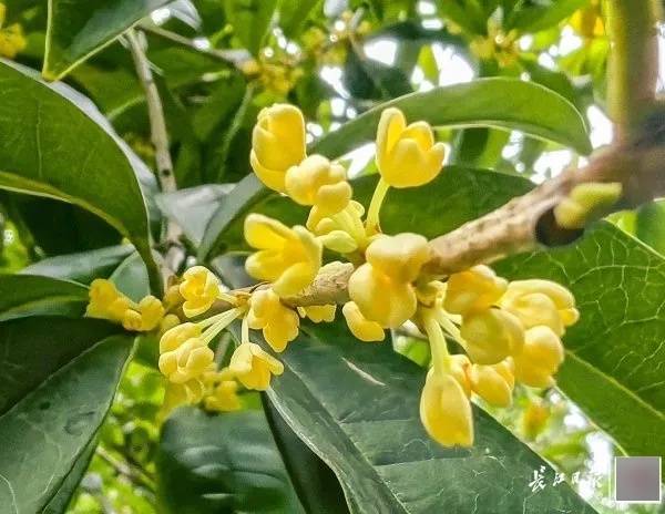 满城都是甜甜的!不要捡,不要吃!