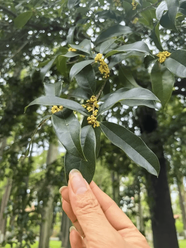 满城都是甜甜的!不要捡,不要吃!