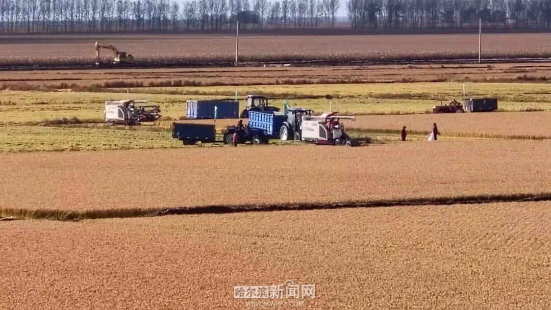 哈市粮食作物已收获693.8万亩