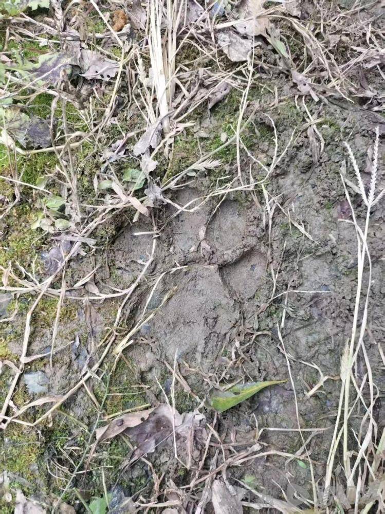 湖北鹤峰县疑再现老虎踪迹,村民家猪遭袭,玉米地发现脚印,此前男子自称干农活时被抓伤,当地回应
