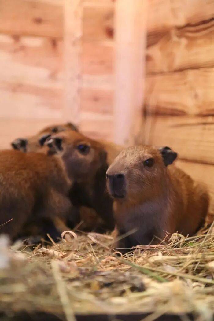 出生1小时就能独立行走,济南动物园“果果”和“豚豚”的4只新生幼崽,周末和市民见面 出生1小时就能独立行走,济南动物园“果果”和“豚豚”的4只新生幼崽,周末和市民见面