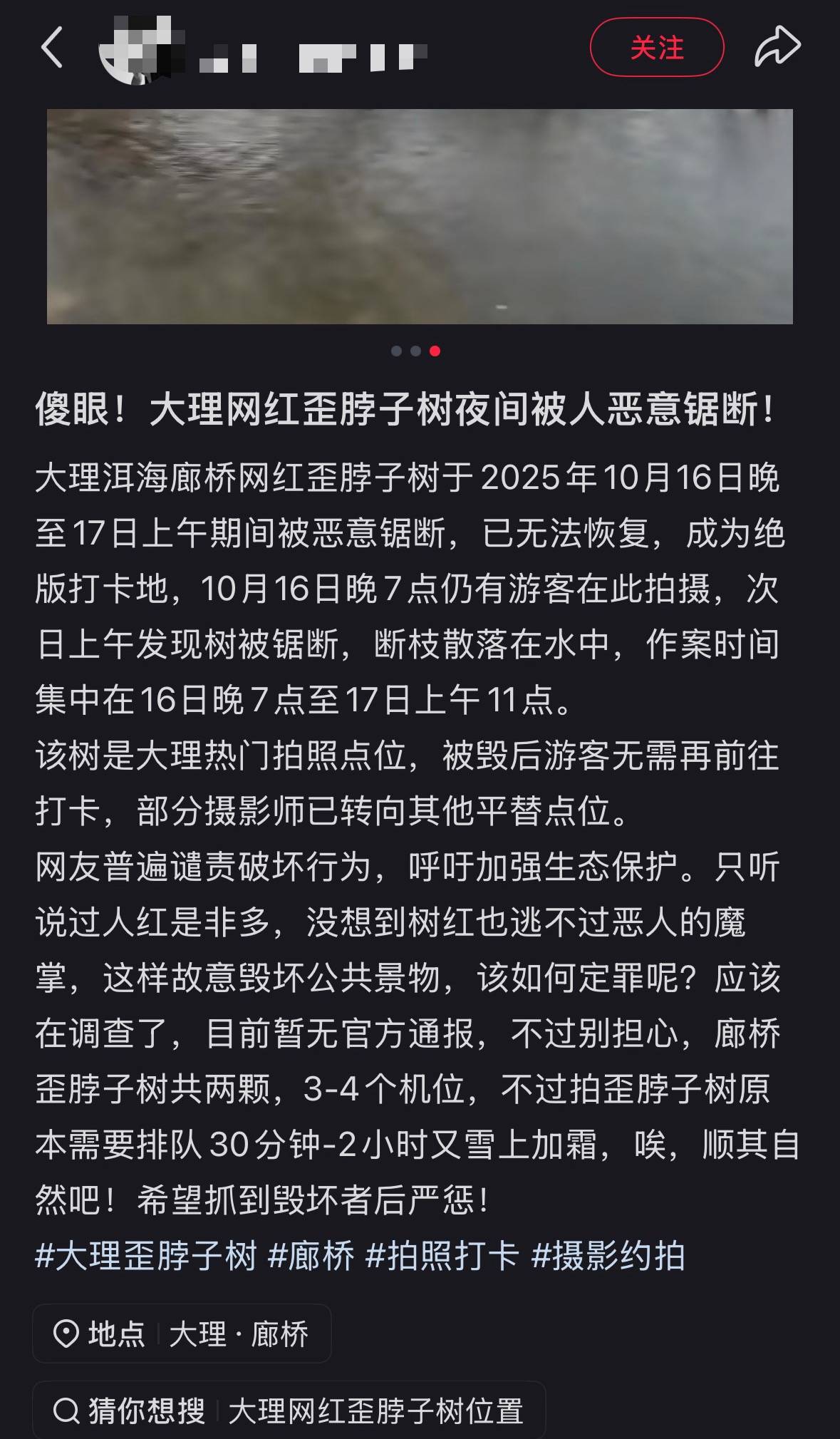 大理洱海网红“歪脖子树”疑被人砍断，当地最新回应：现场调查无线索，警方介入调查