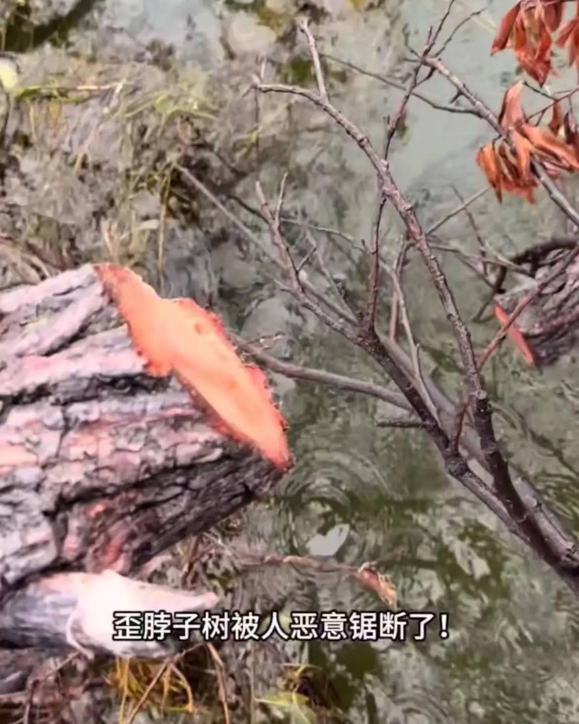 大理洱海网红“歪脖子树”疑被人砍断,当地最新回应:现场调查无线索,警方介入调查