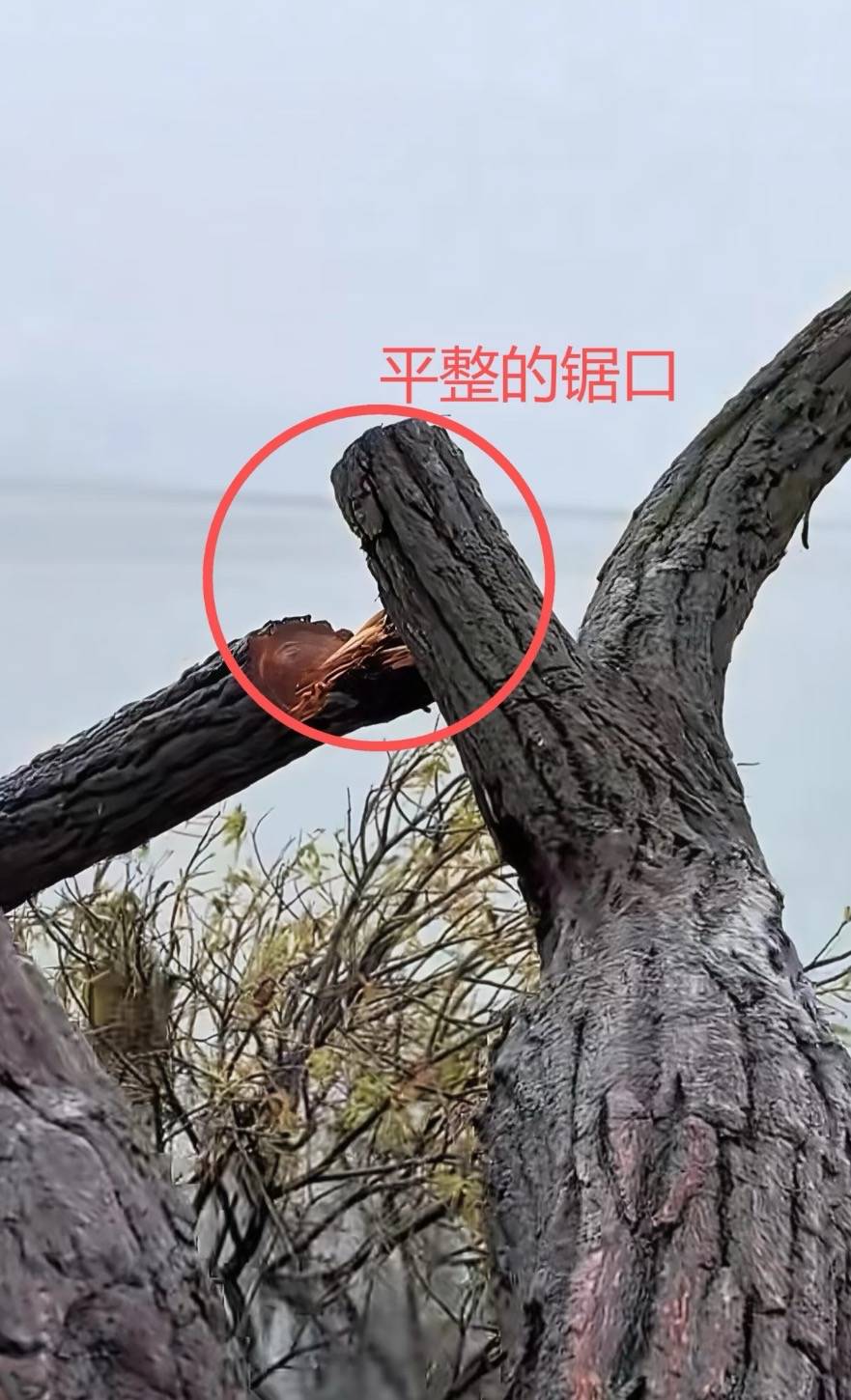 大理洱海网红“歪脖子树”疑被人砍断,当地最新回应:现场调查无线索,警方介入调查