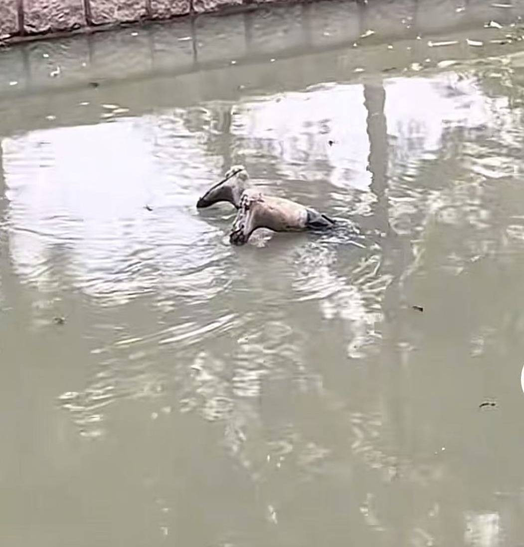 上海一男子报警称发现“浮尸”!多部门“全副武装”赶来,结局反转:捞起一双长筒雨鞋