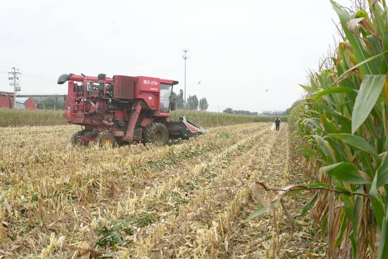 阴雨50天,他用3200块救回30万斤玉米