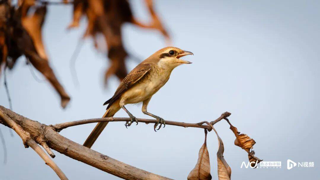 东莞最新发布:将严厉打击这些行为!