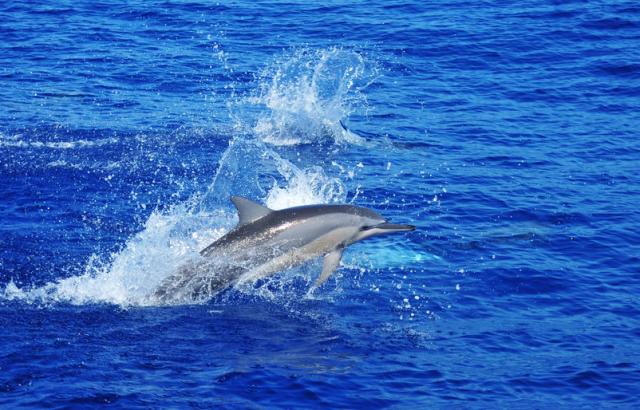 海豚外汇(海豚交易系统) 海豚外汇(海豚交易系统)